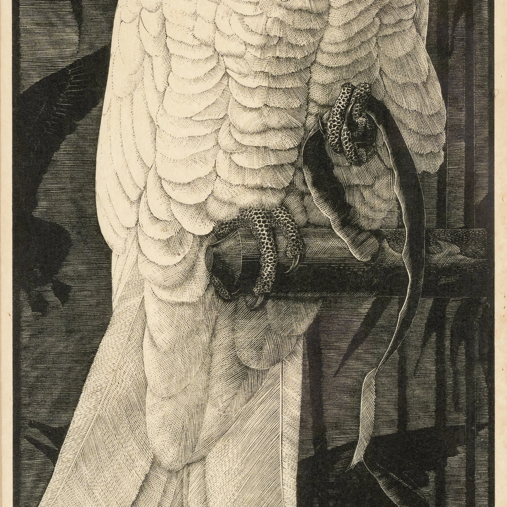 Cockatoo