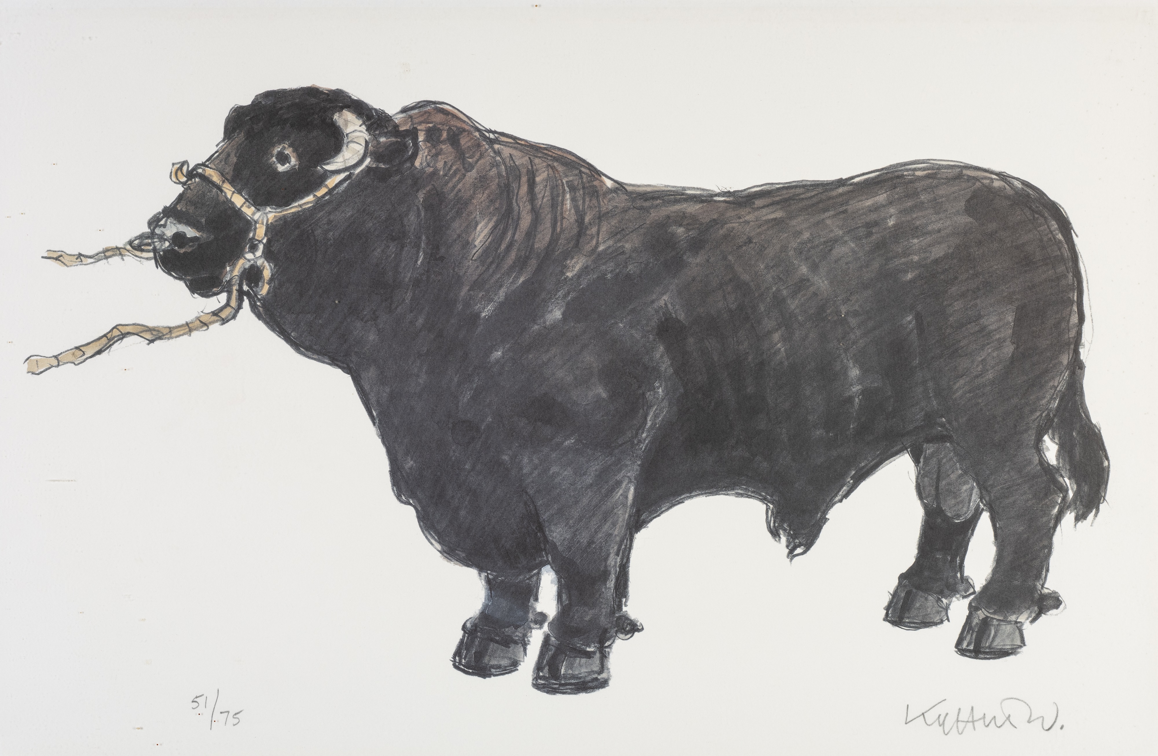 Welsh Black Bull